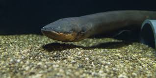 Electric Eel Smithsonians National Zoo