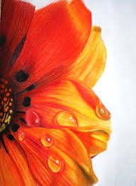 45 Beautiful Flower Drawings And Realistic Color Pencil Drawings Beautiful Flower Drawings Color Pencil Art Realistic Flower Drawing
