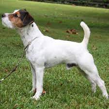dzhek rassel terer poroda sobak iz maski jack russell terriers hunde jack russell terrier