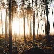 Parallelnyj Mir A Parallel World Vscocam Vsco Vscorussia Nature Wood Landscape Forest Wood Autumn F Nature Photography Beautiful Landscapes Nature