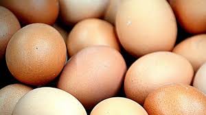 Hasil silangan ayam arab & ayam horn. Update Harga Telur Ayam Ras Kamis 6 Mei 2021 Harga Jual Peternak Mulai Turun Wartanews Indonesia