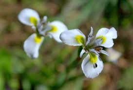 Image result for Moraea niassensis