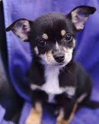 Forever Love Puppies Has The Cutest Puppies In The World Don T You Think Call Us At 954 303 5070 For More Information Cute Puppies Puppies Puppies For Sale