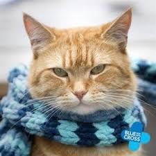 Exclusive Interview With James Bowen Author Of A Street Cat Named Bob The Conscious Cat A Street Cat Named Bob 2020 Kediler Ve Yavrulari Evcil Hayvanlar Kedi