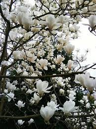Il primo piano di bello albero bianco sboccia la fioritura in un giorno di molla con un fondo grigio e blu vago. La Primavera E Bianco Magnolia Alberi Da Giardino Piantare Alberi Fiori Insoliti