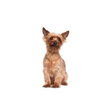Find puppies in your area and helpful tips and info. Australian Terrier Puppies For Sale Grand Rapids Mi Barking Boutique