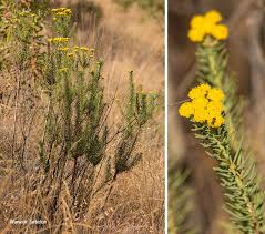 Image result for Phymaspermum