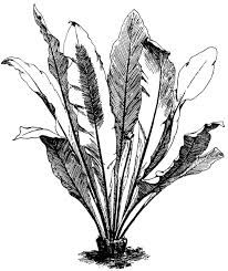 Birds Nest Fern Cats I Asplenium Nidus I Cats Art Drawing Plant Sketches Landscape Design Drawings