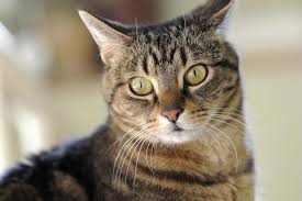 Beragam ras kucing memiliki daya tarik tersendiri. Ini Alasan Mengapa Kucing Sering Disebut Sebagai Hewan Kesayangan Rasulullah Saw Okezone Lifestyle