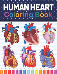 The human heart is located within the thoracic cavity, medially between the lungs in the space known as the mediastinum. Human Heart Coloring Book Cardiology Coloring Work Book For Medical And Nursing Students Children S Science Books Human Heart Anatomy Coloring Art Anatomy Workbook For Kids Adults Publication Sarkaylone 9798596364859