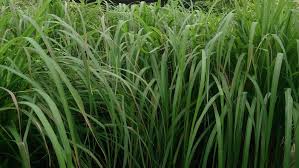 Image result for Cymbopogon nardus