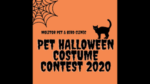 Search for other pet services in burlington on the real yellow pages®. Pet Halloween Costume Contest 2020 Youtube