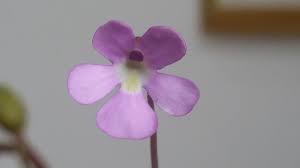Check spelling or type a new query. Pinguicula Primuliflora Bergen Water Gardens Lotus Paradise