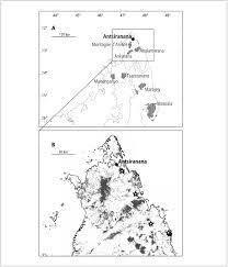 Image result for Nesogordonia
