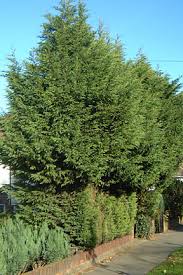 Select one of the lowest branches to cut first. Hedges Trimming Rhs Gardening