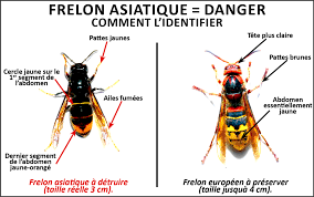 Frelons Asiatiques Fabriquer Vous Meme Un Piege Mairie De La Chapelle Saint Aubin