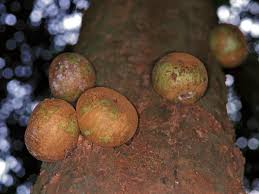 Image result for Sapotaceae