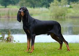 Black And Tan Coonhound Doberman Pinscher Mix Black And Tan Coonhound Dog Puppy Hound Dog Breeds Coonhound Hound Dog