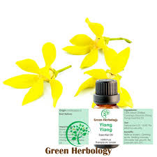 The ylang ylang flowers are used to extract different types of essential oil. Ylang Ylang Essential Oil Green Herbology