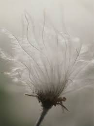 Pin By Alice Velacherry On Wall Decor Seed Pods Seeds Planting Flowers