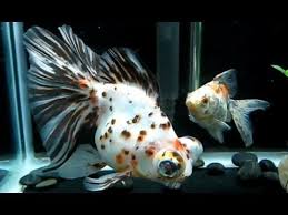 Maybe you would like to learn more about one of these? Black White And Dark Gold Calico Butterfly Telescope Goldfish Goldfish Breeding Ryukin Goldfish Black Goldfish