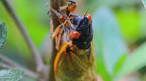They are in the suborder auchenorrhyncha. Brood X Cicadas 2021 Where Will Cicadas Be This Year 11alive Com