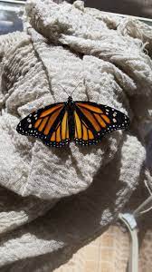 08feb18 Beautiful Butterfly Photography Butterfly Wallpaper Butterfly Art