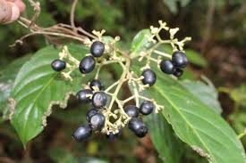 Image result for Gaertnera