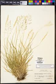 Image result for Sporobolus coromandelianus