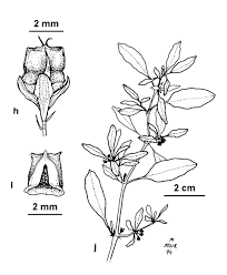 Image result for Zaleya