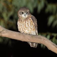 While owl attacks on cats are extremely rare if you are still concerned then an owl deterrent can help give you peace of mind. Australian Boobook Wikipedia