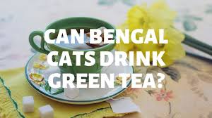 If your cat is trying to drink any of these liquids out of your glass, stop. Can Bengal Cats Drink Green Tea Authentic Bengal Cats