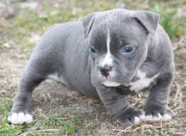 The blue tri female is our personal pick female from our ukc ch blue x willy litter, born 11/6/2020, she is fairly laid back with a mellow personality. Raven Blue Pits Blue American Bullies Home