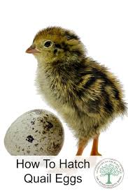 How To Hatch Quail Eggs The Homesteading Hippy Quail Eggs Quail Coop Quail