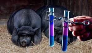 Certain food and drink, such as pork and alcohol. Study Red Wine Still Haram