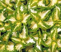 Image result for Coleus thyrsoideus