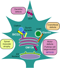 In both plant and animal cells, the golgi apparatus has a. Frontiers Golgi Complex Dynamics And Its Implication In Prevalent Neurological Disorders Cell And Developmental Biology