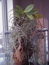 Image result for Tragia hildebrandtii