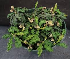 Image result for Euphorbia davyi