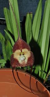 Dracula Simia | Lorena Paola Galarza ...