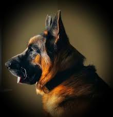 The sable coat color in german shepherds is the most dominant gene. Ayers Legends German Shepherds