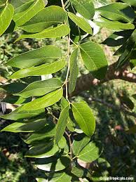 Image result for Hymenaea courbaril