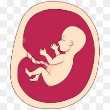 Check spelling or type a new query. Fetus Png Baby In Womb Png Clipart 1305617 Pikpng