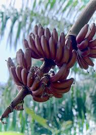 Image result for Musa acuminata