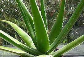 Image result for Aloe carnea