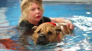 The hotel also has several dining options. See Spot Swim Remedial Lessons Put Pooches In The Pool Wsj
