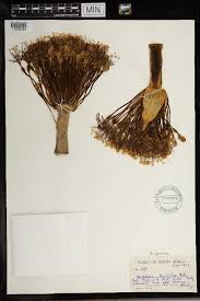 Image result for Crinum subcernuum