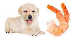 Can Dogs Eat Shrimp Safely When It S Cooked Shelled Or Raw