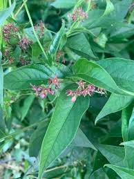 Image result for Vincetoxicum conspicuum