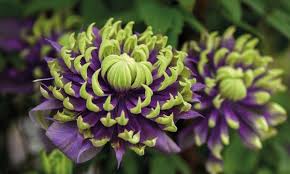 We're now growing plants in a big, beautiful 3/4 and gallon size and we offer free shipping on. Up To 31 Off Clematis Taiga Up To 3 Plants Groupon